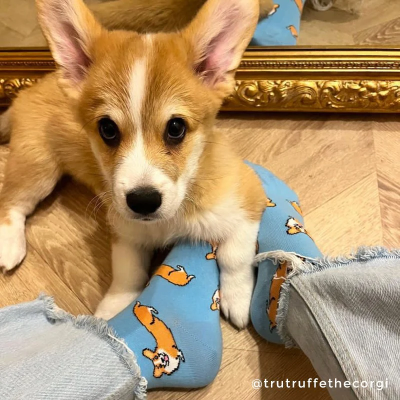 Chaussettes Corgi - Image 4